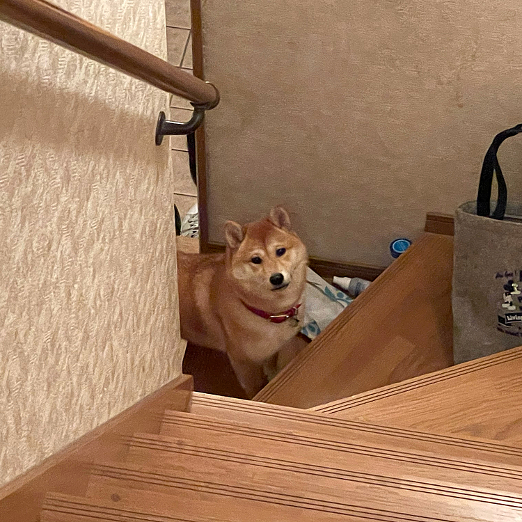 散歩帰ってきたばっかりなのに。