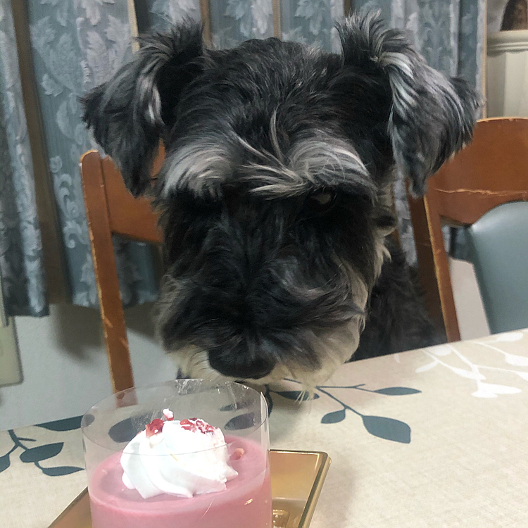 記念日なのでいつもより豪華なオヤツですよ〜
ペロッと完食
