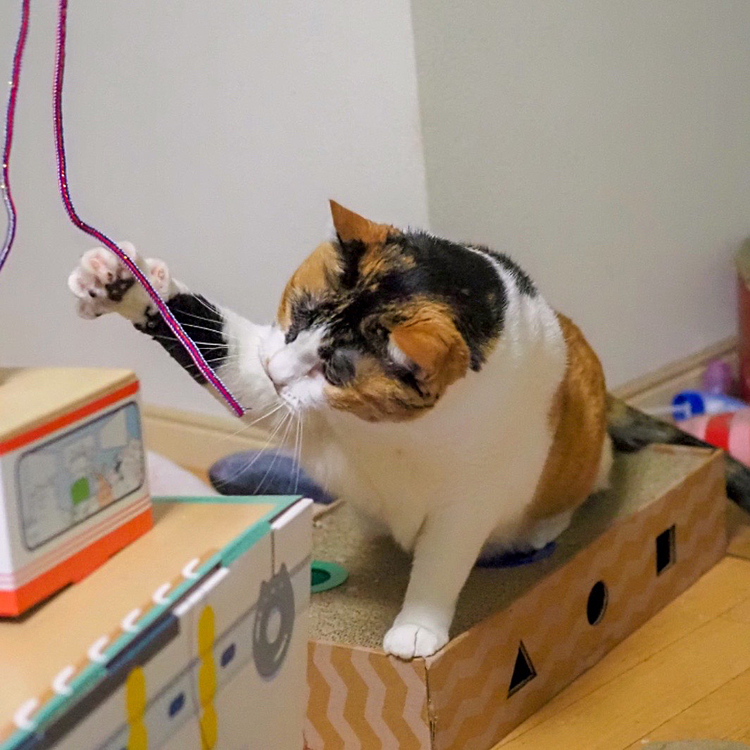 右パンチにゃ