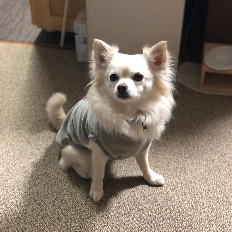 お散歩の後はモーニング待ち✨
ワタチのモーニングまだですか❓
by小雪🐶