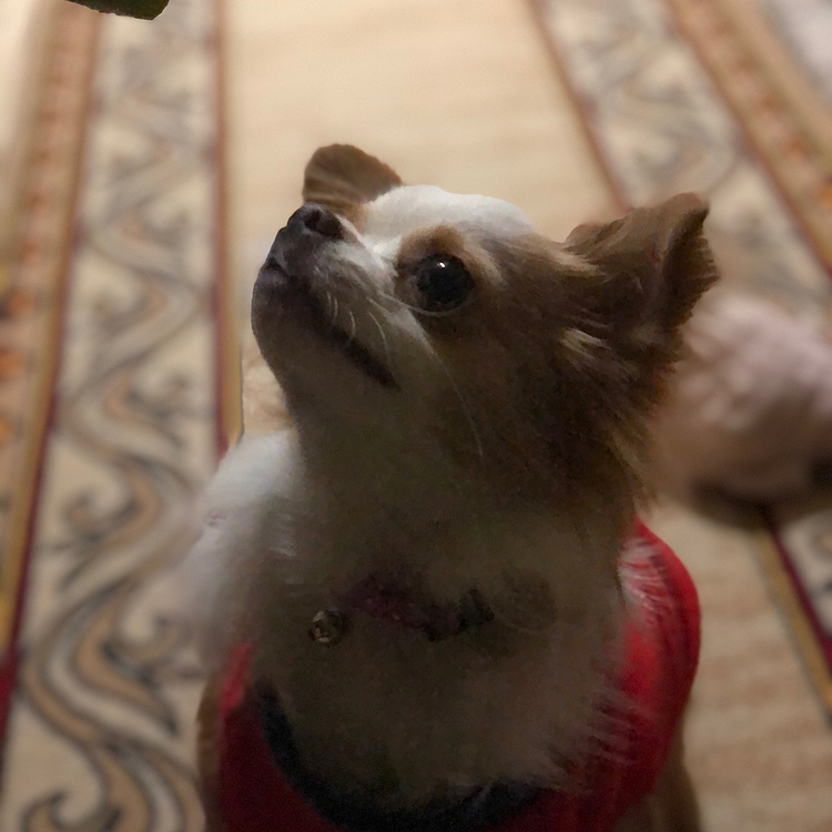 小春は朝から💩スッキリして〜
オモチャ物色して〜
遊ぶ〜🎵🐶