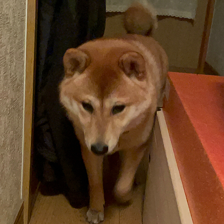 狭いところが大好き🐶♥️すみっコぐらしです🥰🥰
