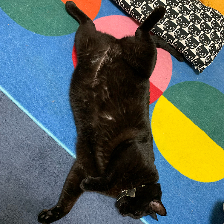 ゴロゴロ♪(=^x^=)