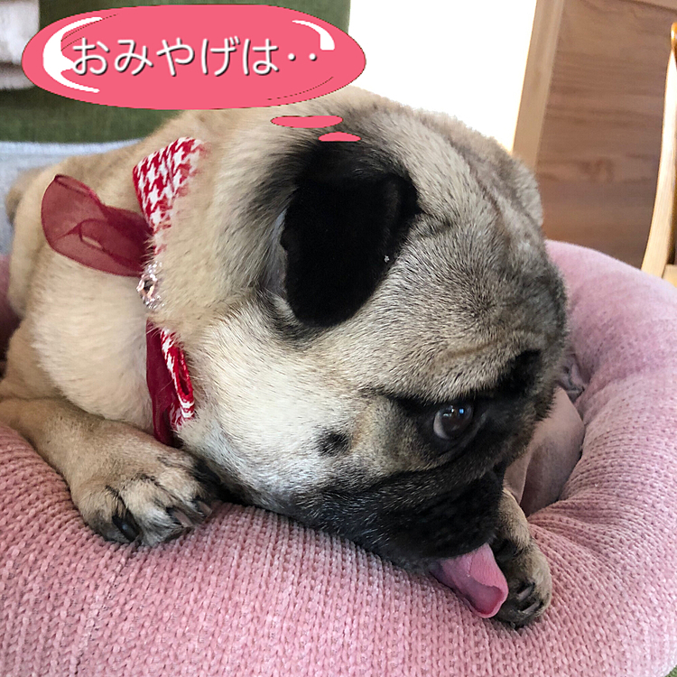昨日はランチにお出かけしました🚗
お留守番のししまる🐶
トリマーさんシャンプーに続いて、再び『すねまる』です😡