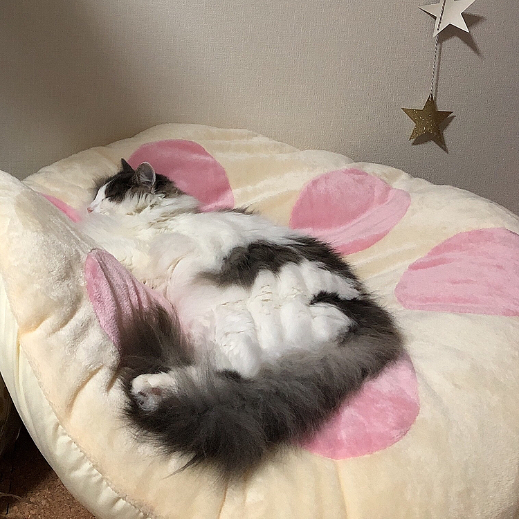 クッションの上にのせたらぐっすり(*_ _)zzZ