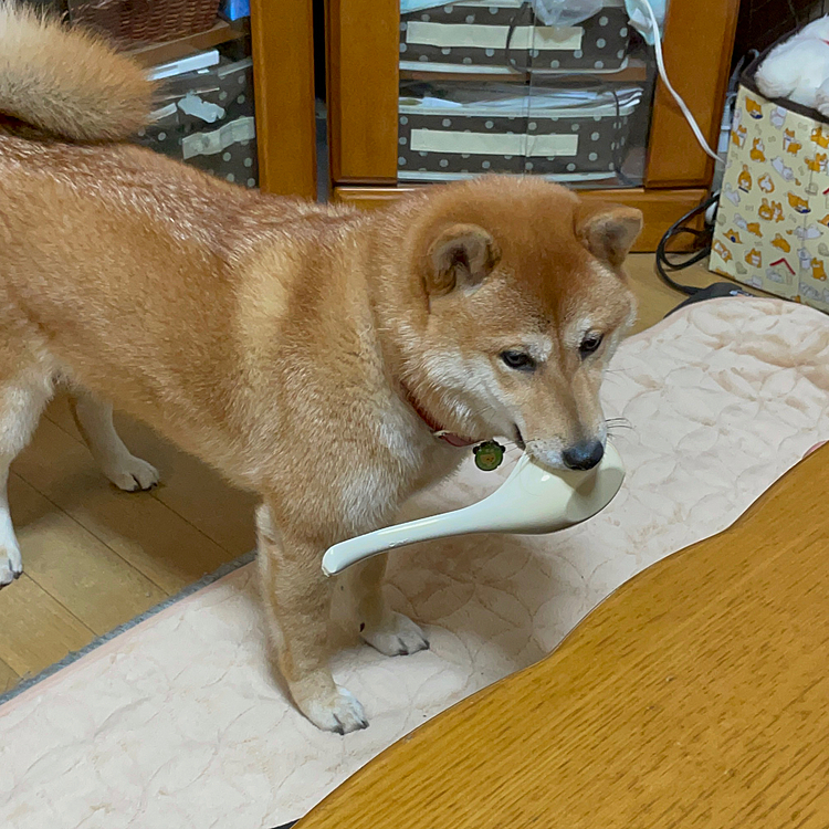 お鍋の時に使うスプーンをくわえてる🤪
可愛いけどそのスプーン使えなくなっちゃったよ😭