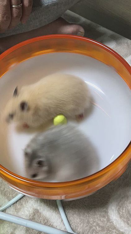 お迎え当時の仲良し動画です👯‍♀️