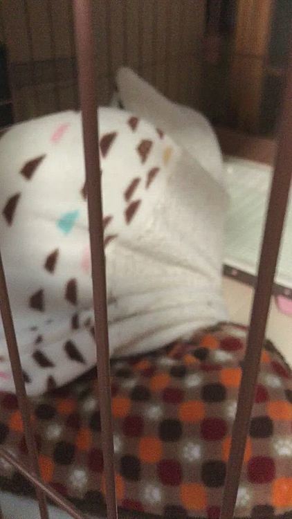 伸びるから出るのが難しいよね〜😂🐶💦
助けてあげました❣️