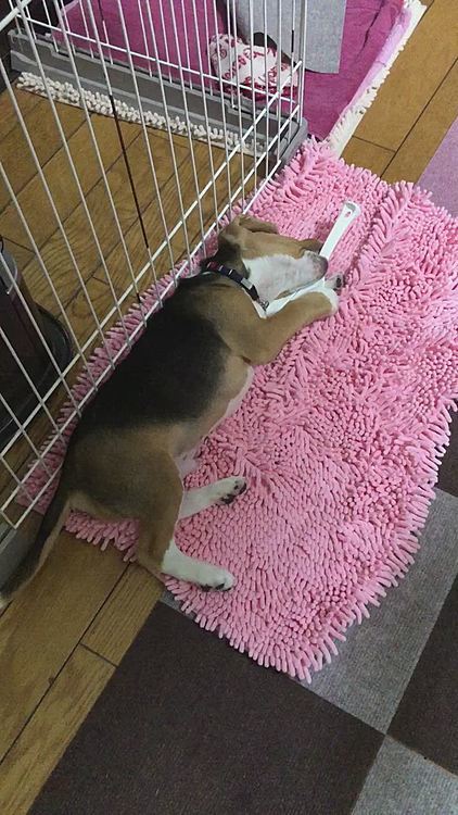 落ち着きの無いマックスです🐶🧢