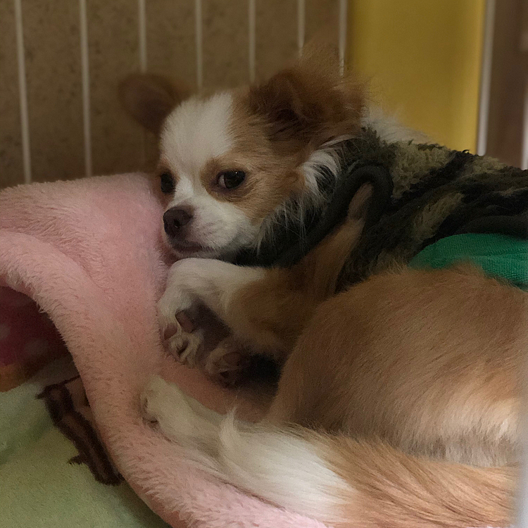 小春もネムネム💤
ドームベッドの上で🎵🐶
もうね、ドームした意味ないや〜ん🤣