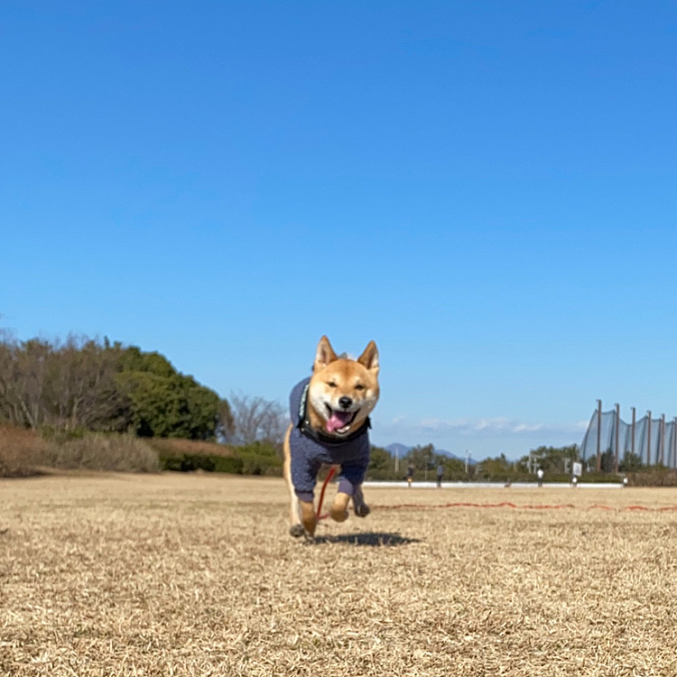 ビーグルの2歳の女の子と走って遊びました😄
櫂はロングリード、ビーグルさんはノーリードでも上手に遊べるおりこうさんでした💕