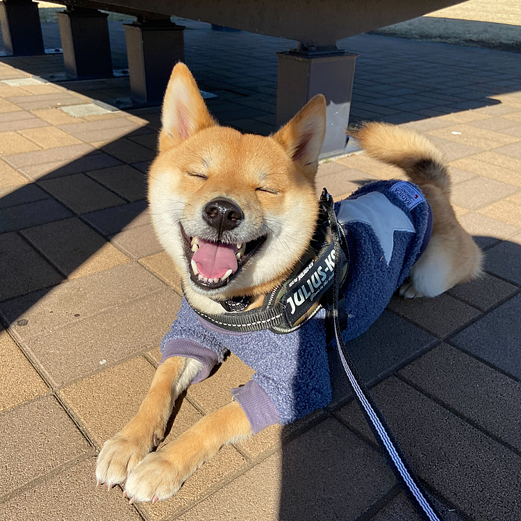 遊んだあとのごきげんな様子🤣
気が合ったのか、とても楽しそうに遊べました✨