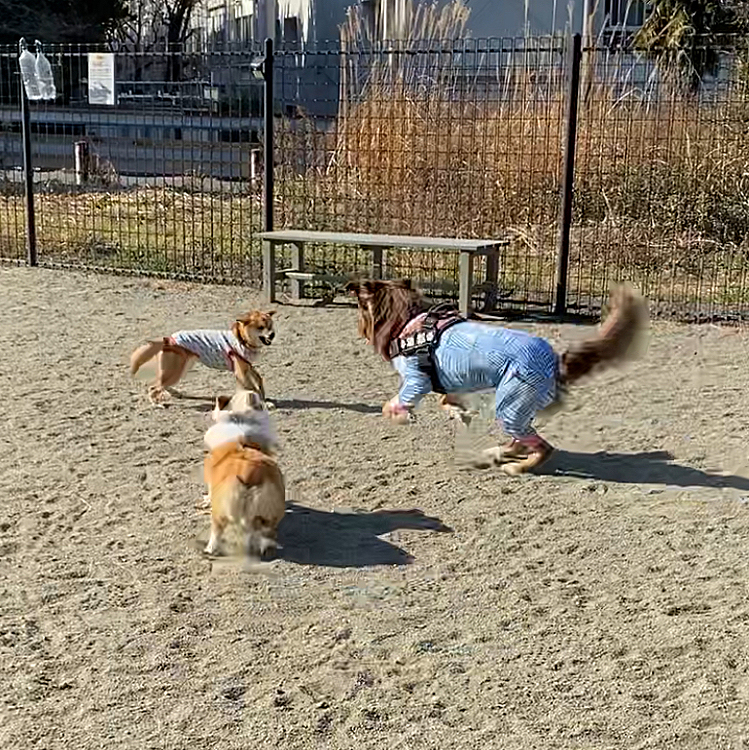 追い詰められると怖くなるのか、しっぽがだだ下がり🤣

