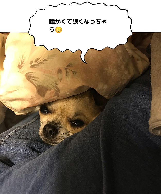 pocoは、毎朝布団から出るのが億劫になって
支度してる私の足の隙間にアゴ乗せ、ベストポジション見つけました🐶✨