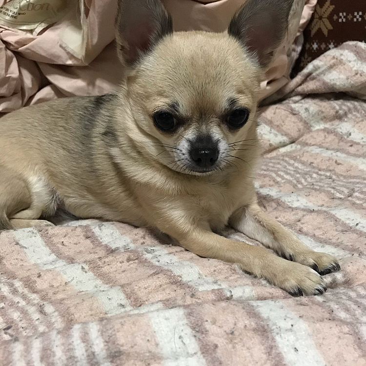毎日、退屈だねー😅早く暖かくなって公園へお散歩に行きたいなーって顔してます🐶✨
