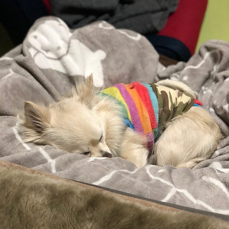 小雪は今朝もネムネム💤
自分のベッドで毛布三昧で気持ちいいね✨😊