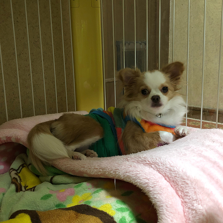 小春は起きてるけど…
ドームの上で『何か問題でも❓』って🐶🤣