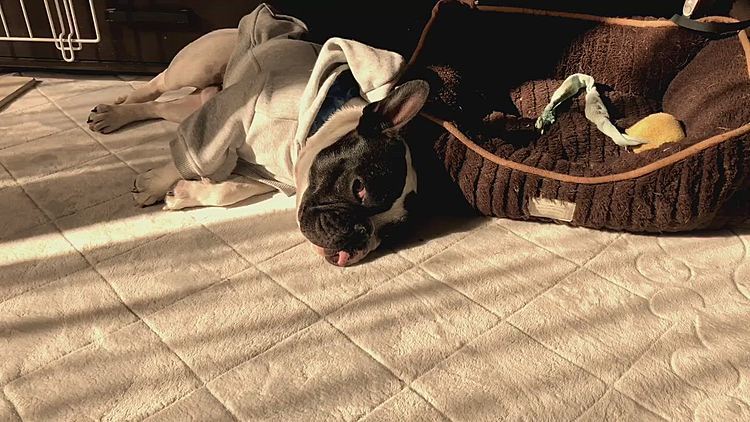 家の中は日差しが暖かくて、まろサウンド全開です😴💤