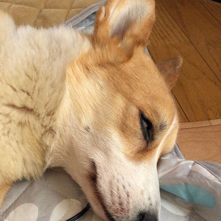 ご飯の後はお昼寝😊
お気楽ボーイ😍
白目なってるよ？🤣🤣🤣笑笑
