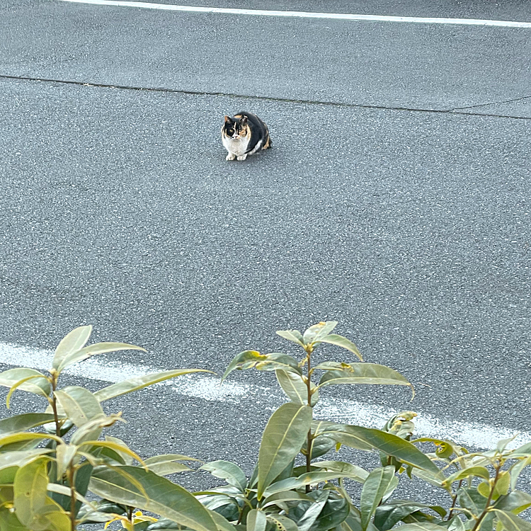 落とし物の容疑猫①他に黒猫さんとかもいるけど…現場は丸見えだし、犬も通る道の脇だしするかなぁ🤔
この三毛さんはハピさんが片想い中です。絶対に逃げられるのにキュンキュン鳴いてます😅先日バッタリ会って『フシャー❗️』ってされたけど