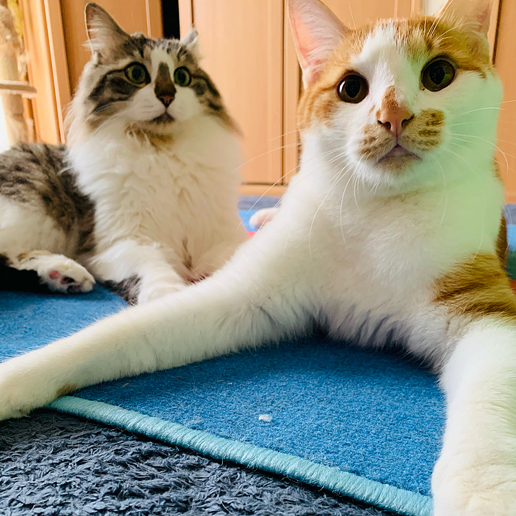 休憩中(=^ェ^=)