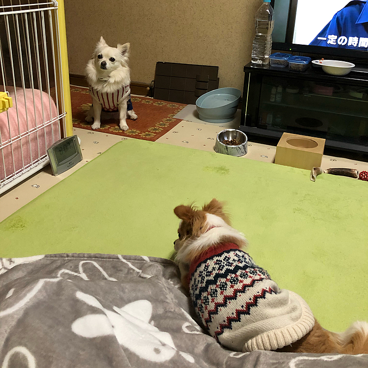 おはようございます☔️
今朝は雨でお散歩へ行けません💦

小雪＆小春
お家の中でソーシャルディスタンス🎵
なんでやね〜ん🤣