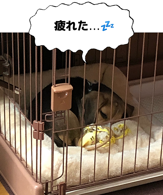 2021.1.23(土)

一昨日と昨日の朝、粘膜💩だったから昨日病院に行って来たよ🏥🐶🧢
検査🔬したら虫さんじゃなくて、ご飯🍚が合わなくて消化不良でしょう！
って事で、今まで食べてたセレクトバランスから、またロイヤルカナンの消化器サポート低脂肪に変えて様子見です💦
食い付きは良い🍚
今朝は一度軟便💩😩
良くなると良いなぁ😌🍀
