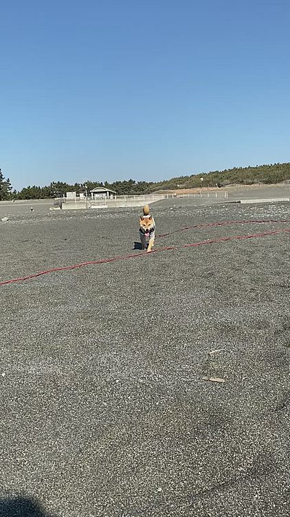 海でもごきげんです💕
暖かくて気持ちよくお散歩できました🏝