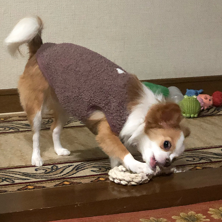 小春は朝からオモチャ物色🎵🐶
ガジガジ、ブンブンしてワチャワチャして元気いっぱいです👍
なんだか1人で騒がしいです🤣
