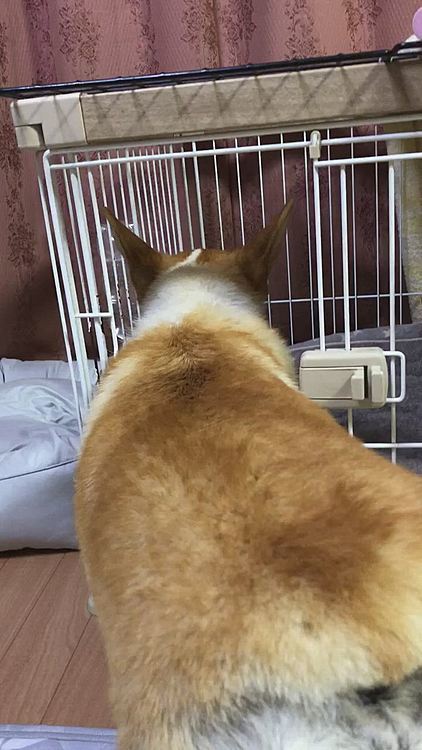 少ししか開いてない扉で水を飲みに行きたいけど💦
ビビりなまあるは恐る恐る💦
頑張って飲みに行ったけど、落ち着いては飲めないみたいでした🤣
朝からいじめてごめんよ〜😊👍💦