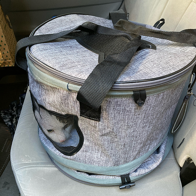 アサリちゃんを病院に連れて行くために新しいキャリーバッグ買いました！
このバッグ、いろんな使い方できて超便利でカワイイ♪
追加写真も見てね〜！！