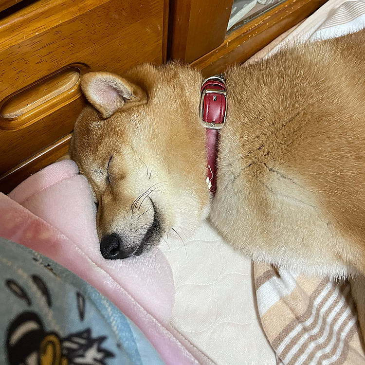 術後服が嫌でストレス溜まってイライラして
仕方なくて朝から夜までずっと隅っこで寝てて
嫌で泣いたり怒ったりする回数も
凄い増えたけど、今日散歩途中お家で大変な事があって途中で散歩中断したとき、
しっかりついてきてくれたし、一緒にダッシュで走ってくれた！！

疲れてお布団の上で寝て、その上暖かくなる敷物の上で気持ちよさそうに寝てる☺️🍀

しばらくはまるにとってイライラしてストレス溜まるかもしれないけど、それにちゃんと立ち向かえるように頑張らないとね！！