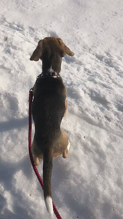 お散歩はまだ前に進みません🐶🧢😩
クン活ばっかりだね〜💦