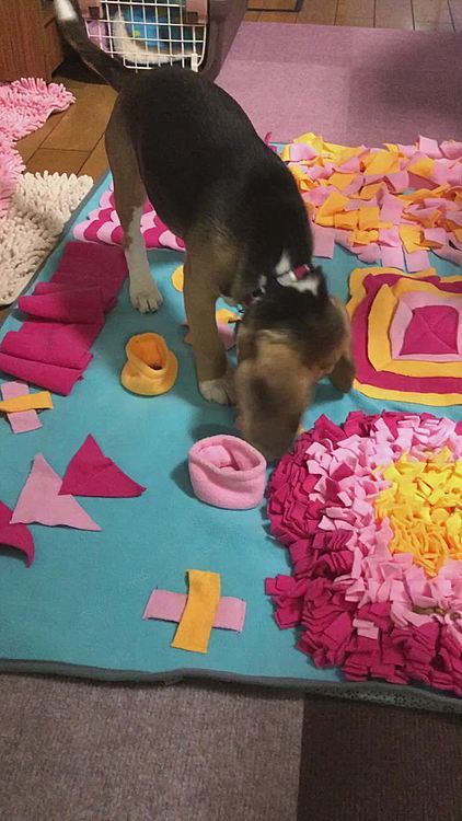 マックスお勉強中🐶🍚😄
まだ少し手伝ってあげないと全部探せない😄🐶🧢
