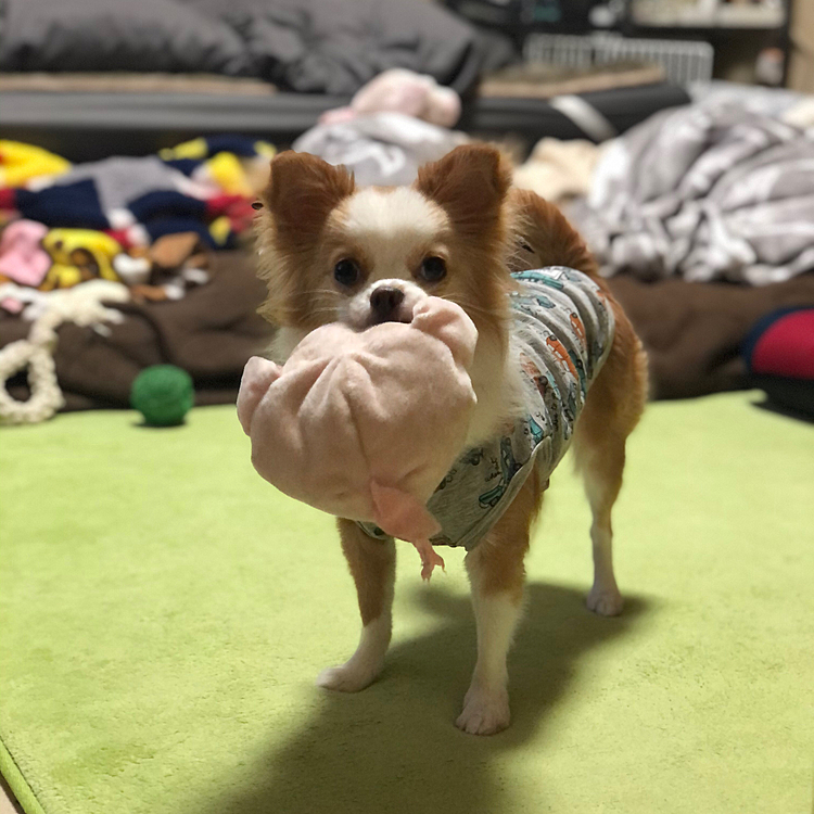 小春は朝からブタさん🐷狩り〜🎵🐶
ベッドの上やお布団の上をボフボフしながら遊んでたね🤣
土曜日にレイコップしたばっかりなんですけど〜😂