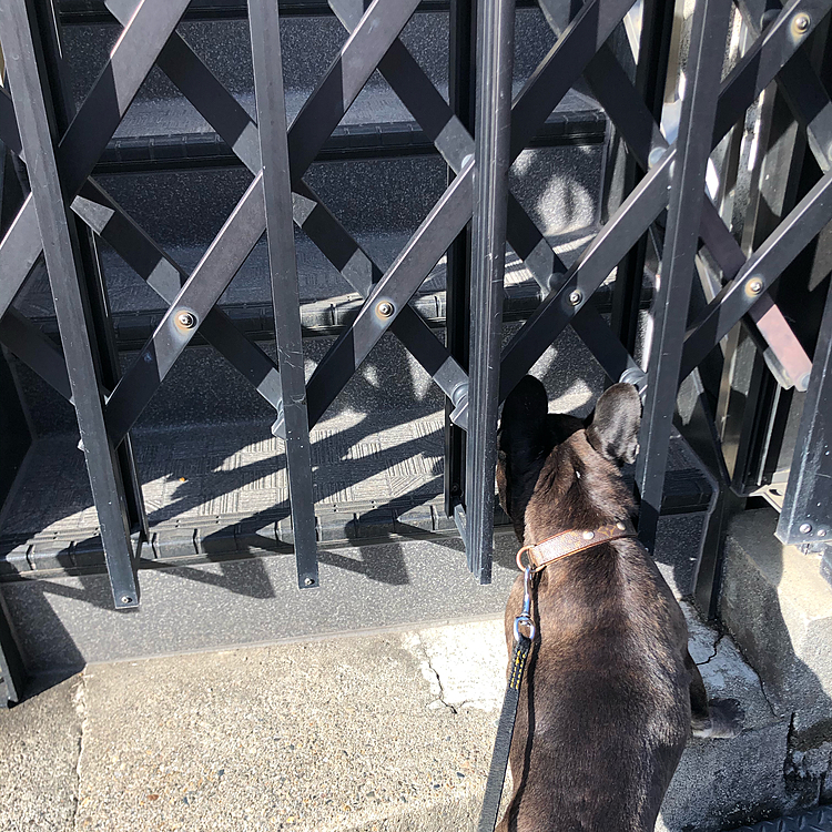 階段好きとして、いたく惹かれるらしい🐶