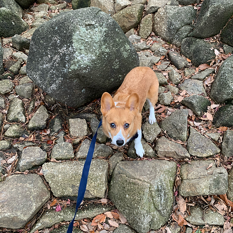 こんばんは⭐️
今日は早く帰ったので、ゆっくりお散歩に行きました☺️
小さい時よく登っていた、ゴツゴツ岩🪨
目が悪くなったから無理かなぁと思いましたが…