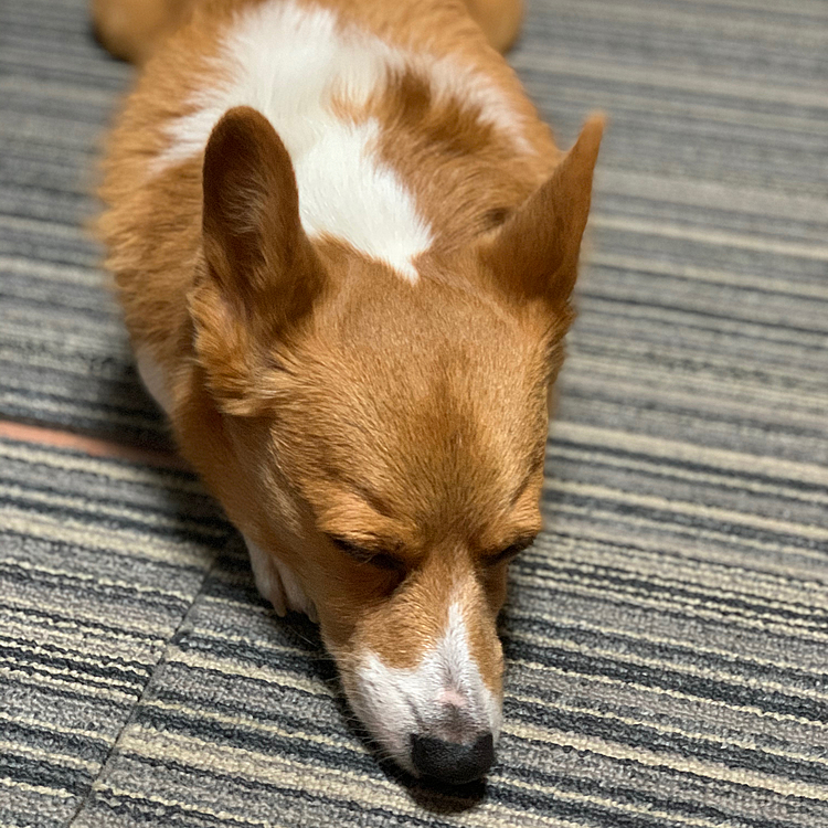 帰ったらお疲れでした🤣
明日は雨みたいだから、たくさんお散歩してよかったね😁
