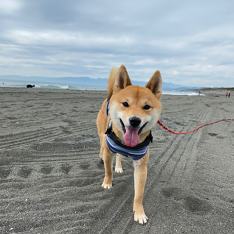 2021.01.26
お天気がくずれてくるというので、お昼前にたっぷりお散歩しました🐾
くもり🌥でしたが暖かく、のんびり１時間以上の海散歩😊