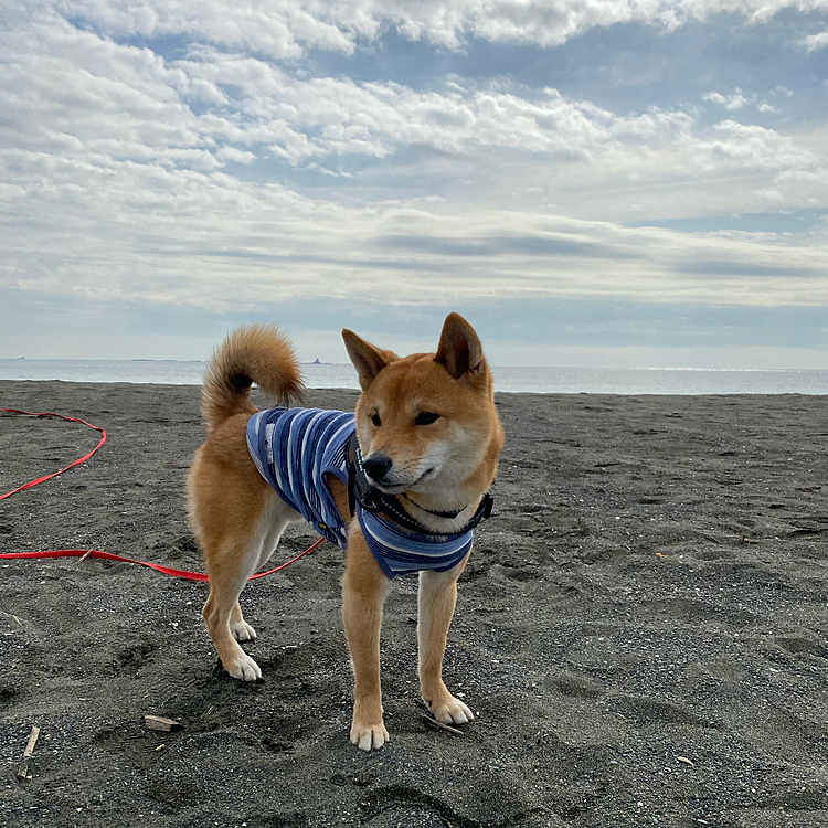 散歩している🐕さんがいるとじーっとみつめてます👀
遊びたかったのかな😊