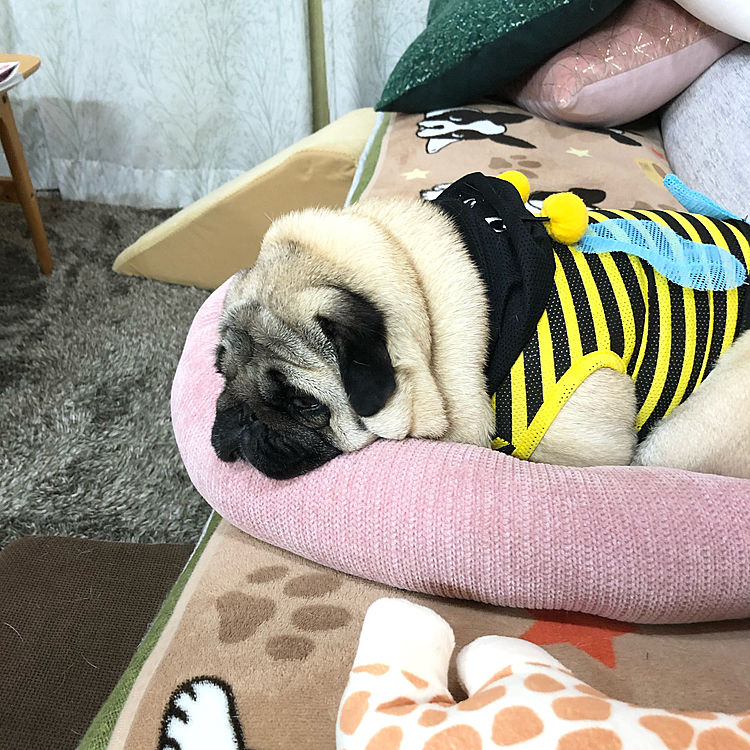 ミツバチ🐝のはずが、ちょっと違う幼虫が出来上がりました😅