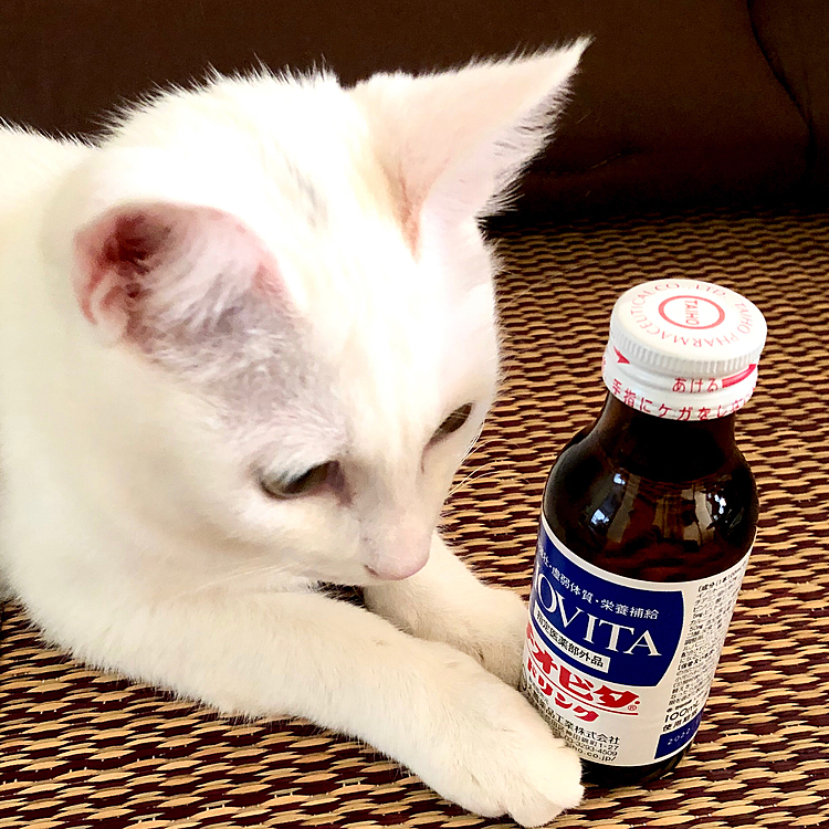 ころなが、はやくなくなりますように🐾
みなさまおつかれさまにゃんす🐾
あいじょういっぽんにゃんこ🐾