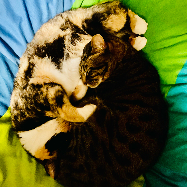 おやすみ…💤