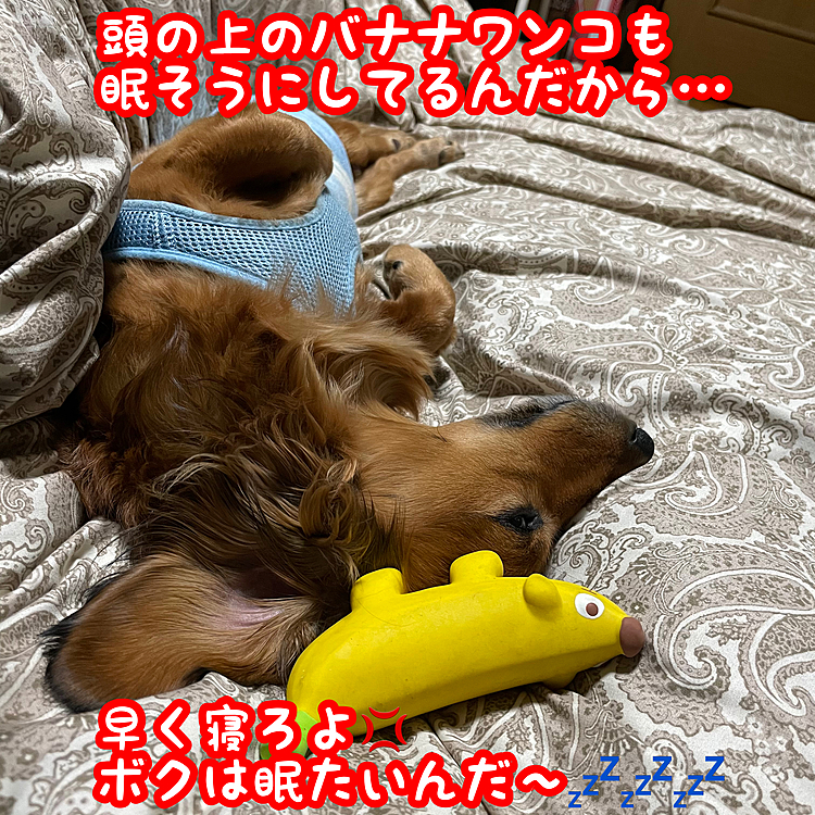 …とか言って今宵もご主人様の布団のド真ん中を陣取ってます(￣▽￣;)
眠いのはコッチですから~~~(-ω-;)ｳｰﾝ