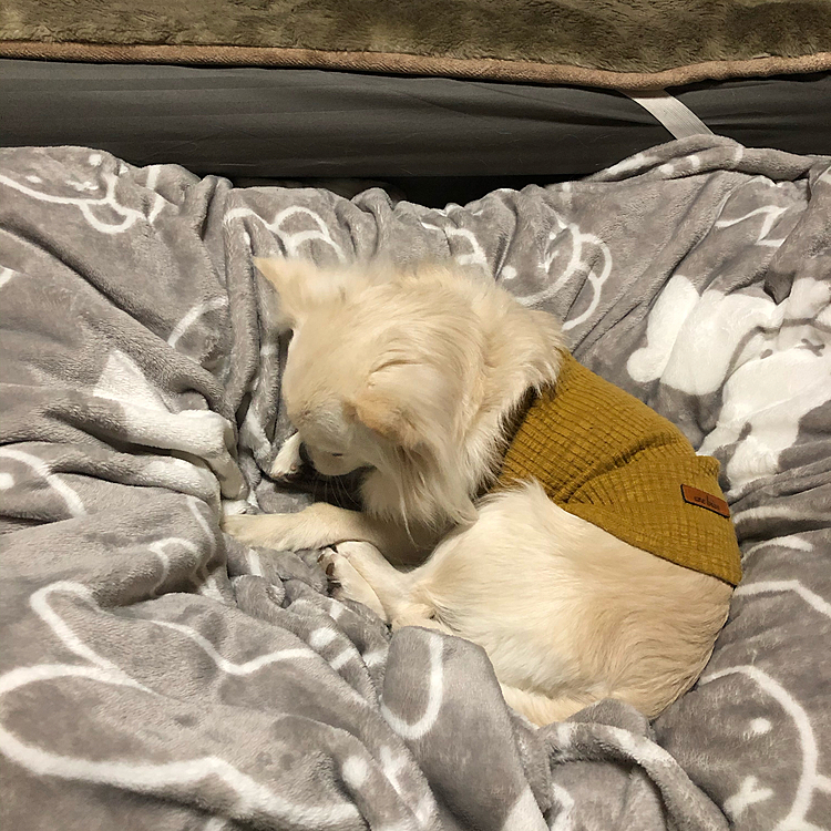 おはようございます😄
小雪は今朝もネムネム💤🐶


