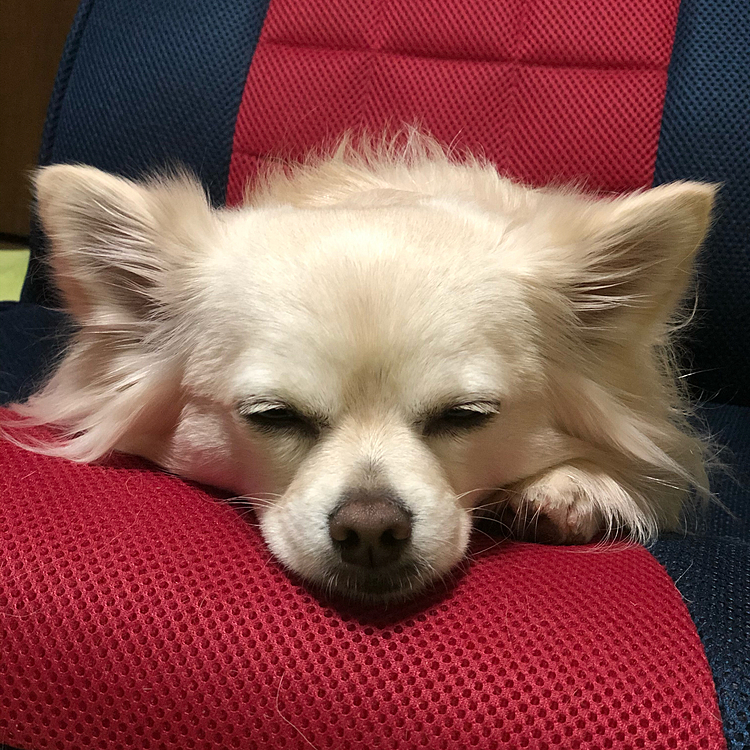 お散歩の支度を座椅子の上でネムネム💤待っててくれました🐶😊
この後、お散歩してきたよ🐾👣