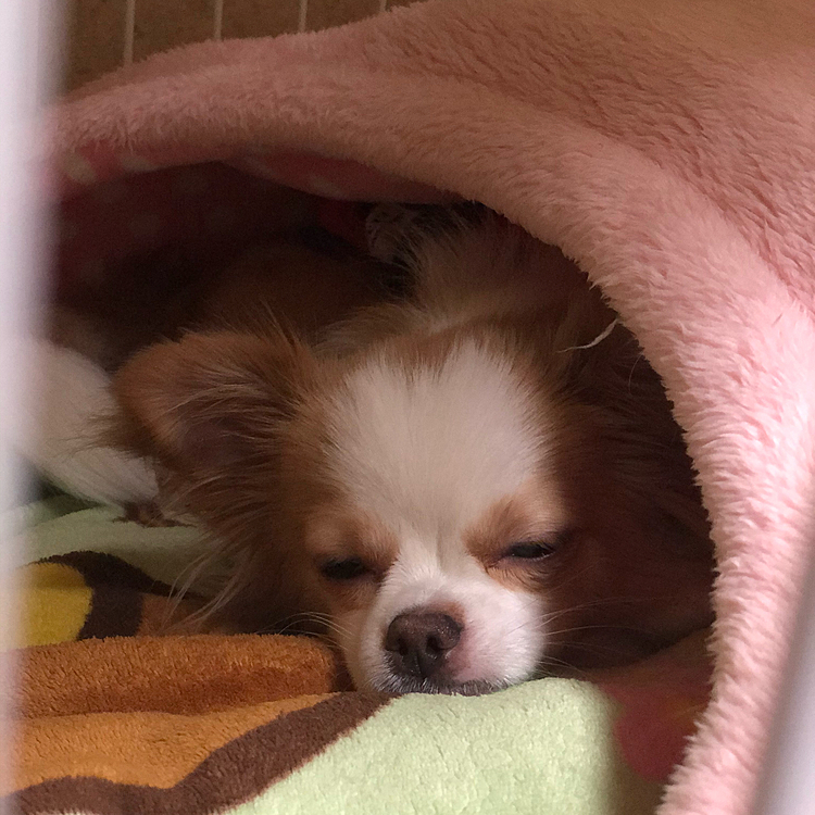 小春も朝はネムネム💤🐶
ドームにinしてるやん🤣