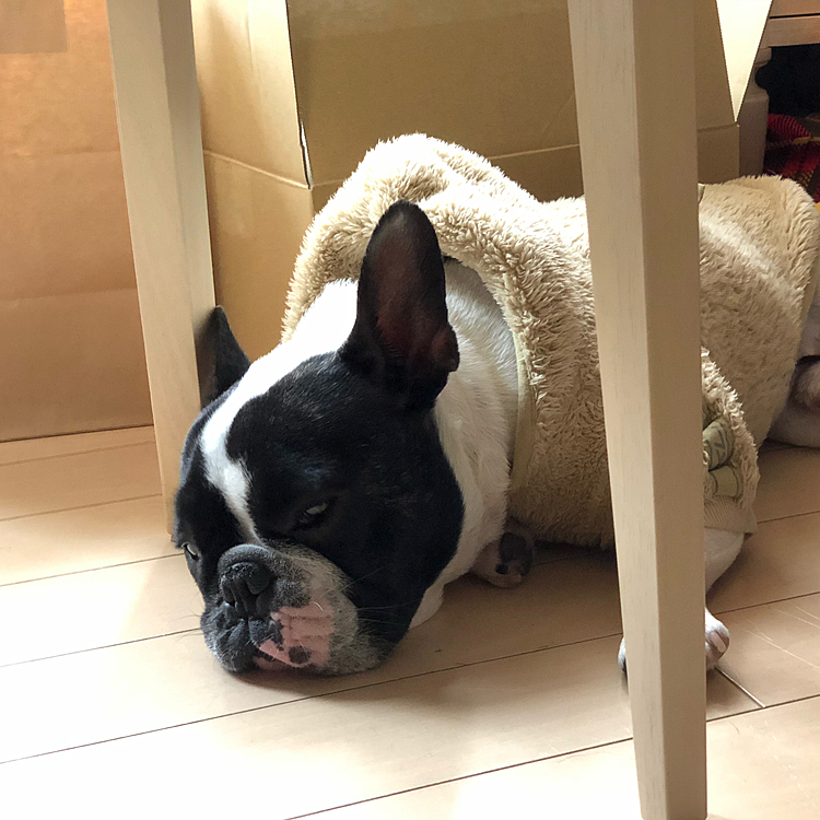 　今朝はスッキリしない天気ですが何とか💩は行って来られました😁
鼻息が聞こえるので仕事をしてるテーブルの下を見ると、いつの間にか移動してきてました😅