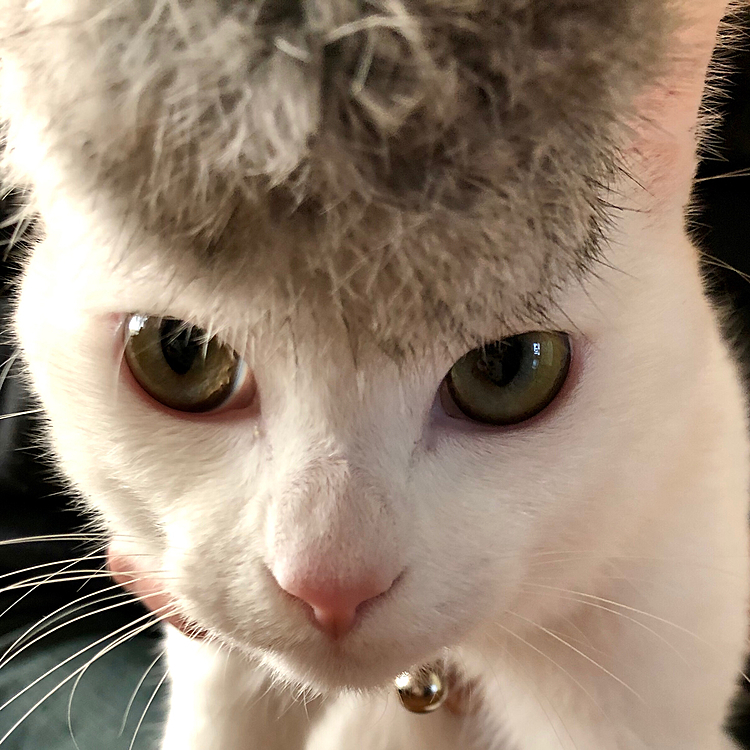 あさおきたら、こんなんなってましてん🐾ねぐせが、ひどいんにゃん🐾