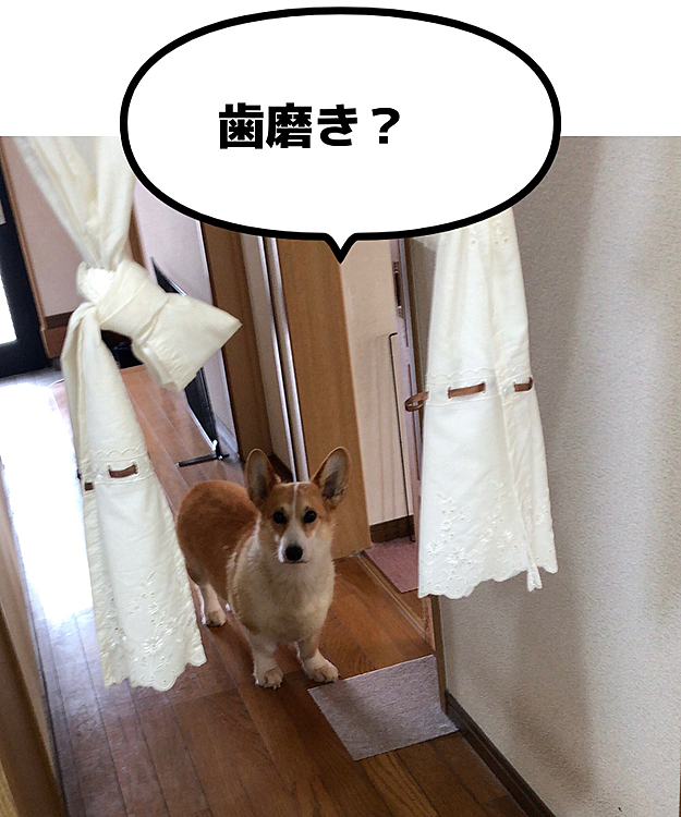 まあるのストーカー物語😊
歯磨きを待つ男😊
ジーッ💦